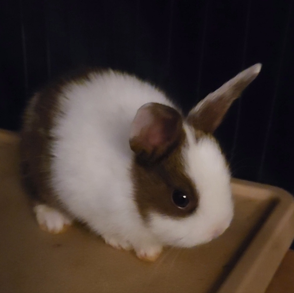 Meet your Posher, Yesenia